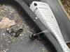 Came Across a Female Black Widow in Freehold, NJ - Photo 1