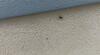 Carpenter Ants Getting Under the Customer's Skin in Middlesex, NJ - Photo 1