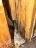 Mold Remediation in Fort Worth, TX - Photo 4