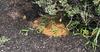 Multiple Cicada Killer Wasp Mounds Found Around Home in Dayton,NJ - Photo 1