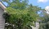 Raccoons Climb Up Tree to Infest Home in Pine Beach, NJ - Photo 1