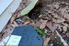 Leaf Litter Hides Mice Access Point in Manchester Township, NJ - Photo 1