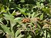Backyard Taken Over by Cicada Killer Wasps in Port Monmouth, NJ - Photo 1