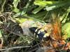 Caught a Cicada Killer Wasp Bringing Cicada Back to It's Burrow in Flagtown, NJ - Photo 2
