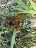 Caught a Cicada Killer Wasp Bringing Cicada Back to It's Burrow in Flagtown, NJ - Photo 1