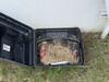 Rodents Start to Nest in Bait Station in Avenel, NJ - Photo 2