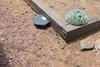 Rats Burrow Around the Bird Feeder in Fords, NJ - Photo 1