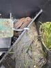 Garter Snake Found in Rodent Bait Station in Carteret, NJ - Photo 1