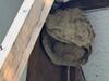 A Big Hornet Nest Found Inside Home in Highlands, NJ - Photo 1