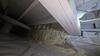 Crawlspace Encapsulation & Mold Remediation in Dallas, TX - Photo 1