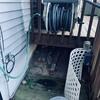 Recurring Mouse Problem in Point Pleasant Beach, NJ - Photo 2