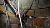 Home Inspection Reveals Mouse Activity in Princeton Junction, NJ - Photo 2