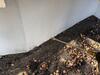Ants Surround the Home in Forked River, NJ - Photo 1