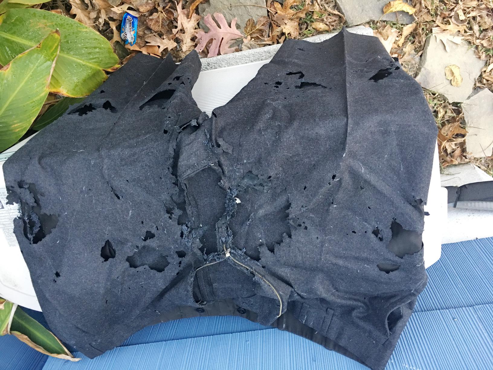 Pest Control Company in Dunellen, NJ Termite Control, Bedbug Removal