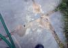 Digger bees cause damage to pavers in Brick, NJ - Photo 1