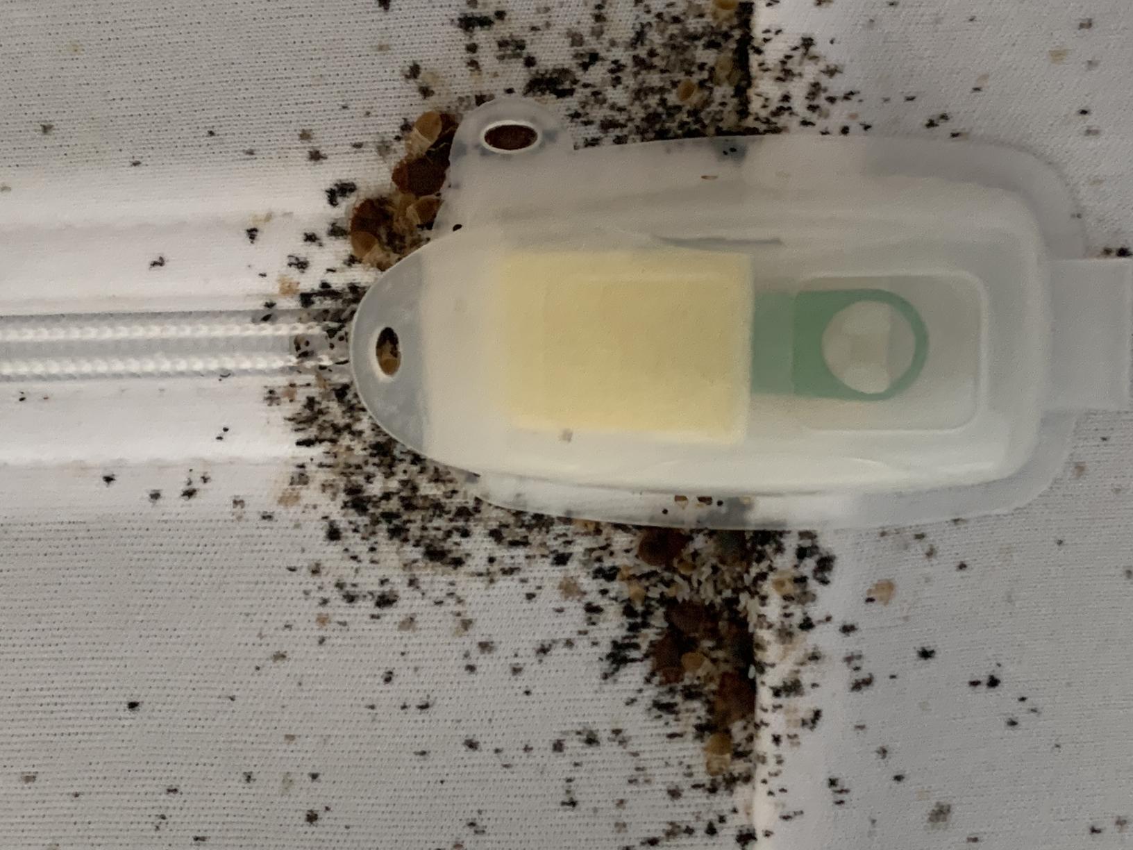 South Plainfield, NJ Pest Control Company Rodent & Wildlife Services