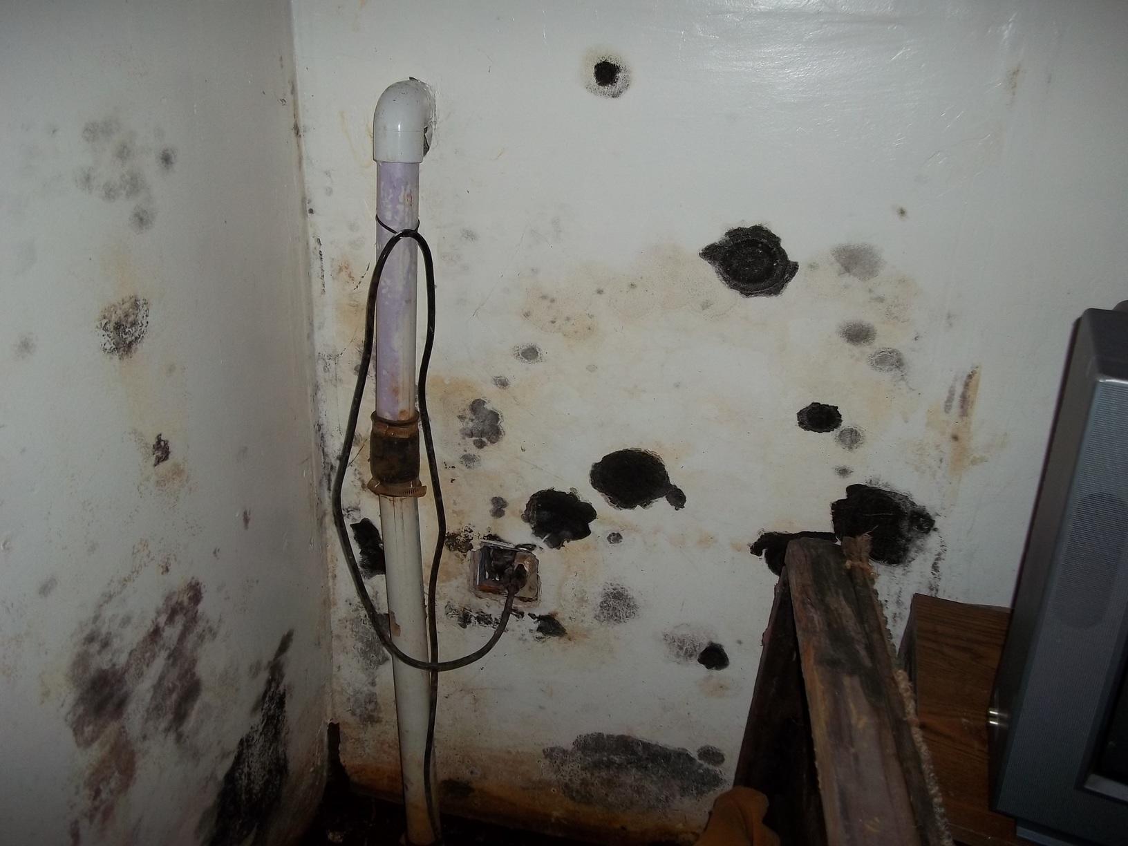 Mold Problems Mold Problem in a Basement from Bridgeport, Connecticut
