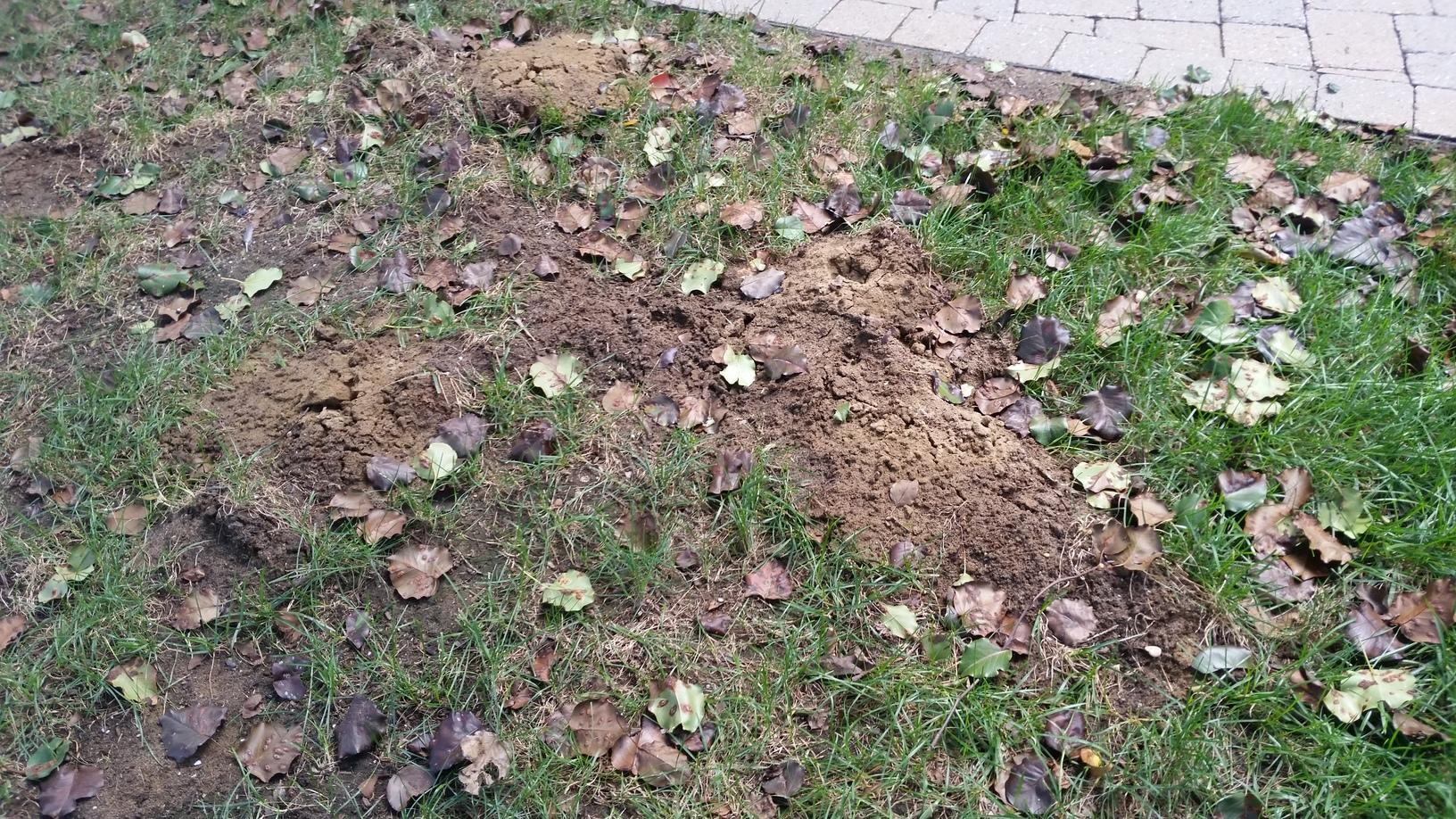Wildlife Removal Rodent Problem and Removal in Kendall Park Mole
