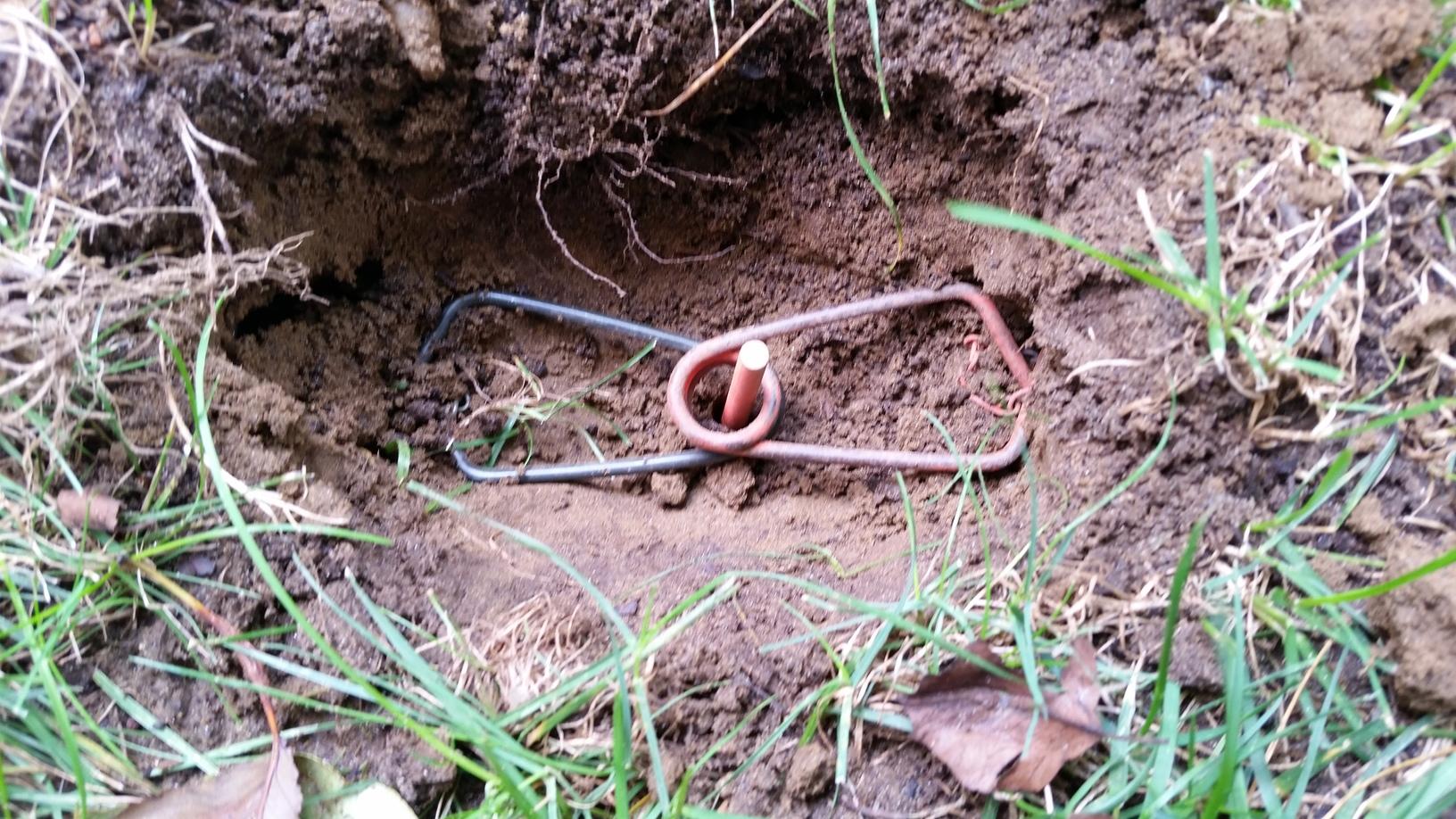 Wildlife Removal Rodent Problem and Removal in Kendall Park Mole