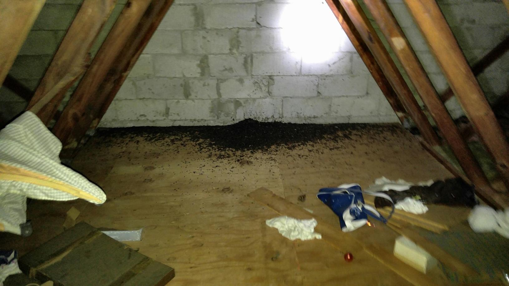 Wildlife Removal Bats Leave Mess In Beachwood Attic Toxic Bat Guano In Beachwood New Jersey