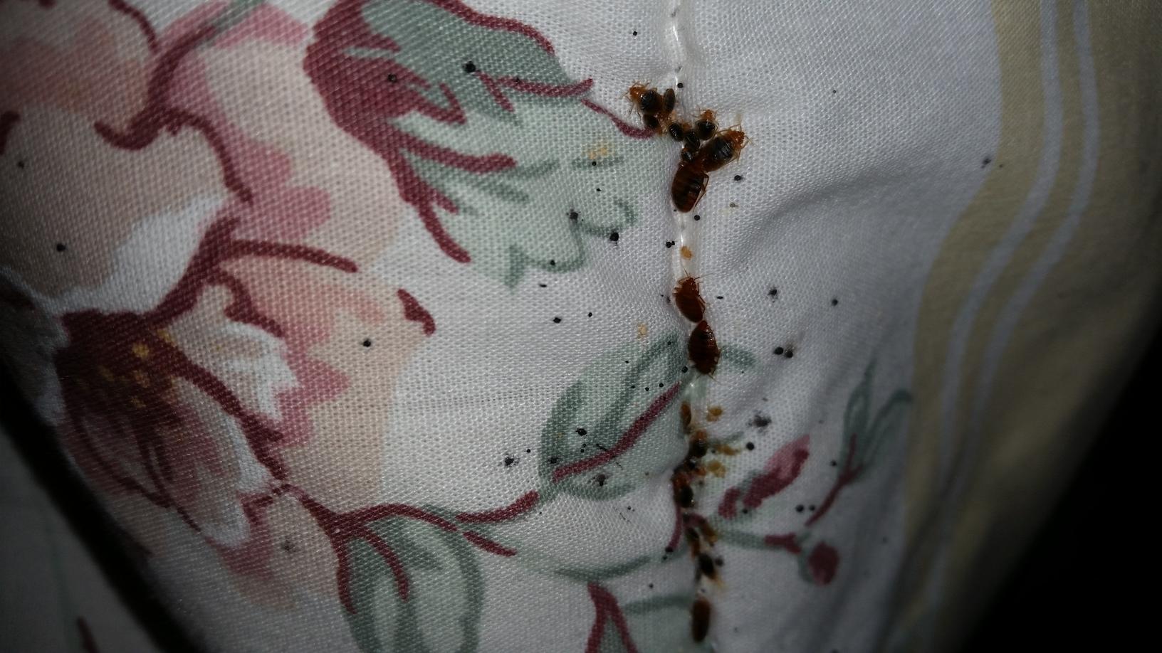 Pests We Treat Bed Bugs Infest Princeton Junction Home Bed Bug Control And Removal Bed Bugs On Comforter In Princeton Junction Nj