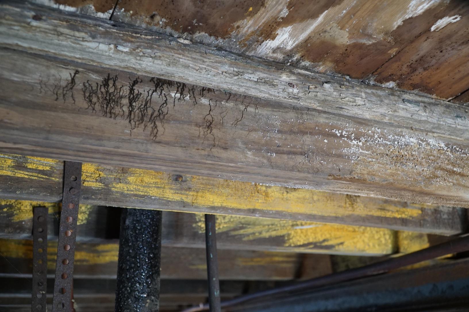 Moldy crawlspace with sagging floors in Arlington, TN Mold and water