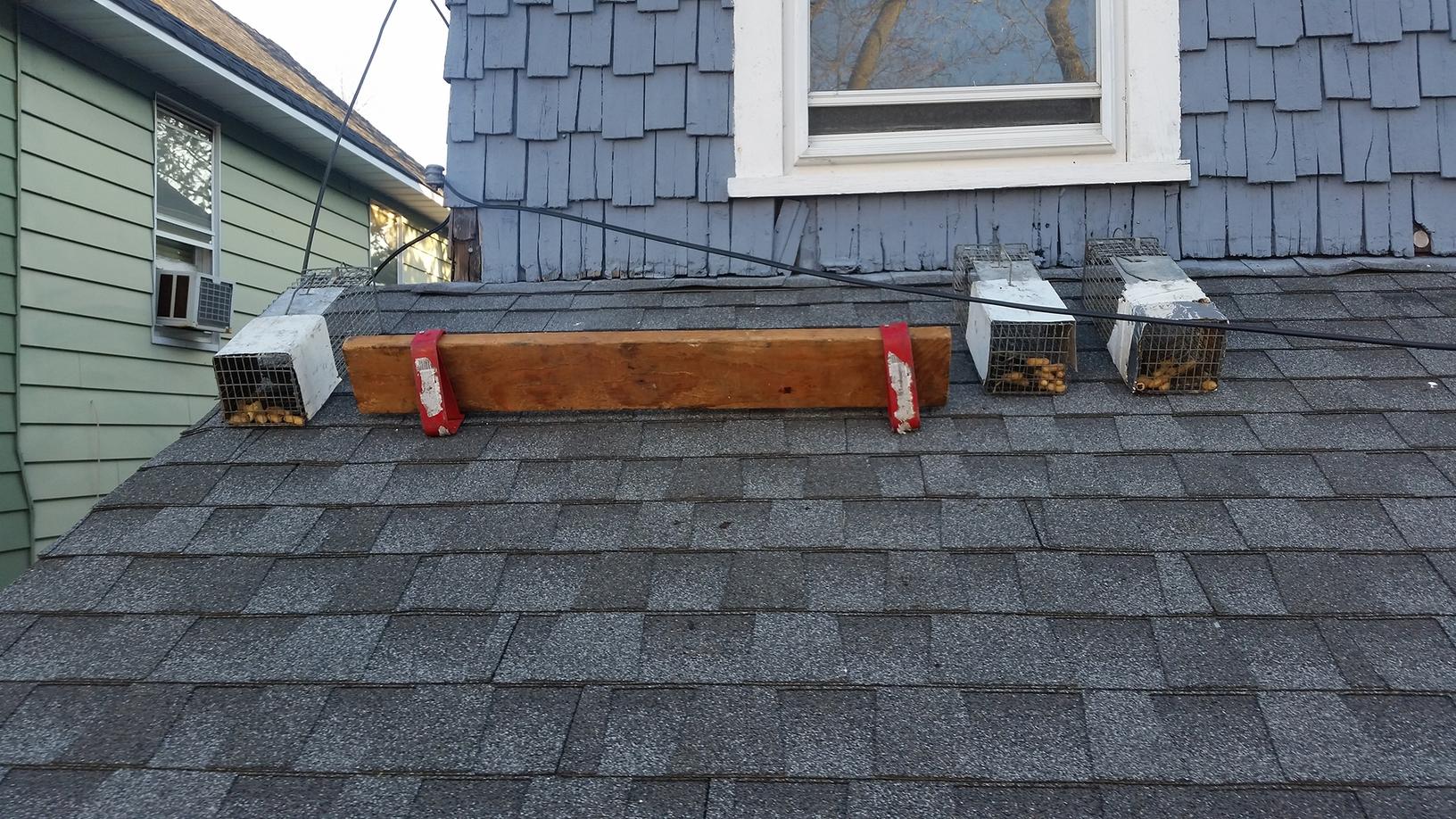 Wildlife Removal Crafty squirrels make trapping challenging in