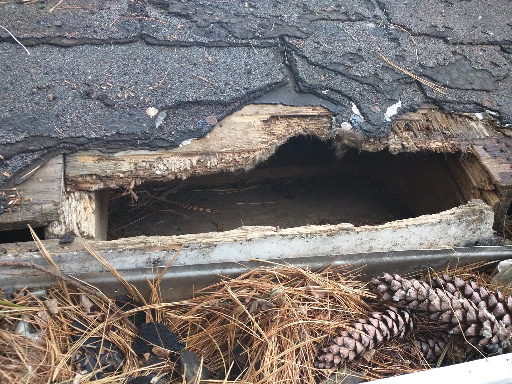 Wildlife Removal - Raccoons chew their way into South River, NJ home