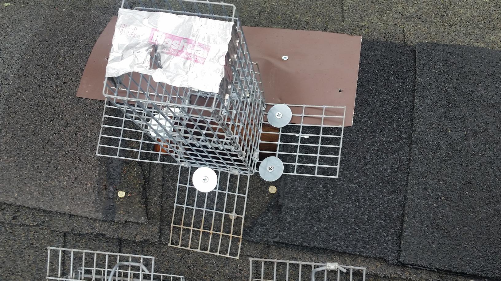 Wildlife Removal Squirrel in Roosevelt, NJ Home Oneway trap for