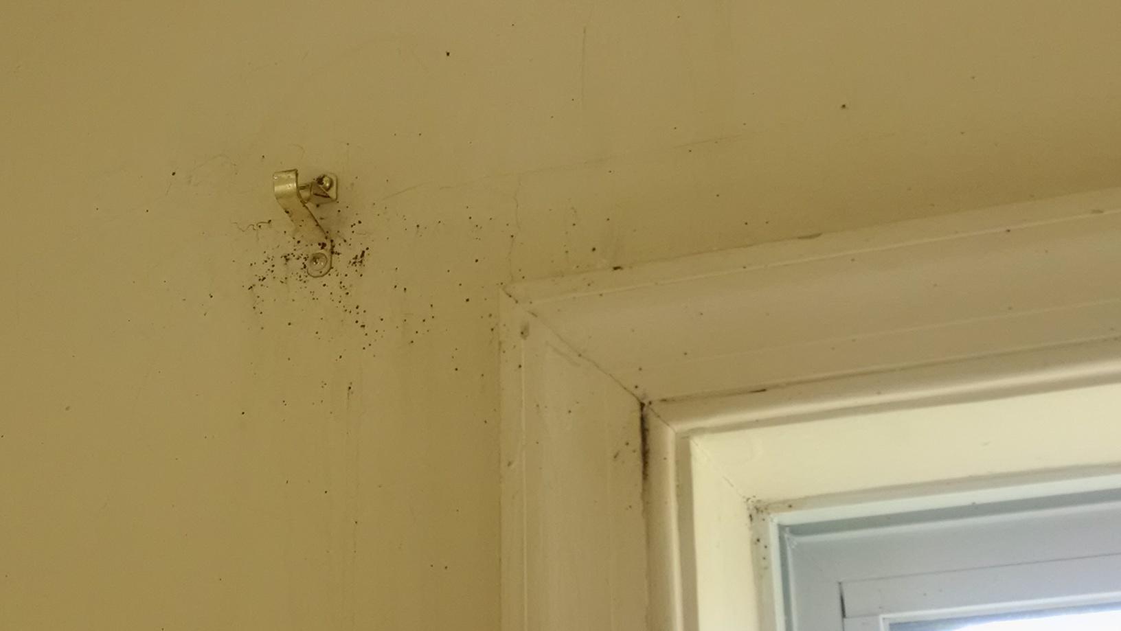 Pests We Treat Bed bug removal and control in Forked River, NJ Bed bugs on wall in Forked