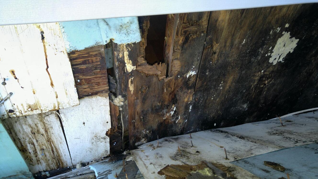 Our Mold Removal Services Extensive Mold Damages To