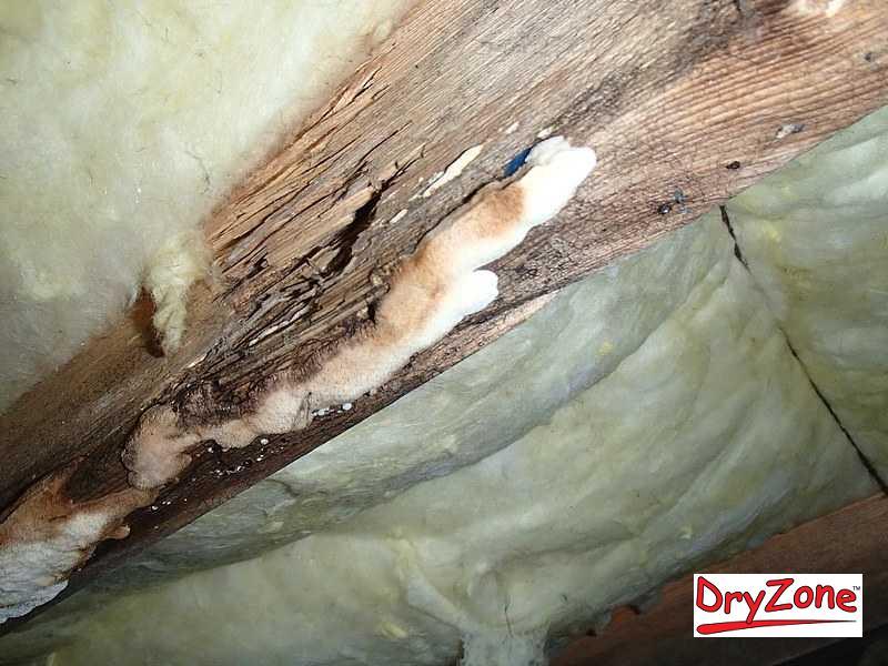 Crawl Space Repair Hanging and dripping crawl space insulation in