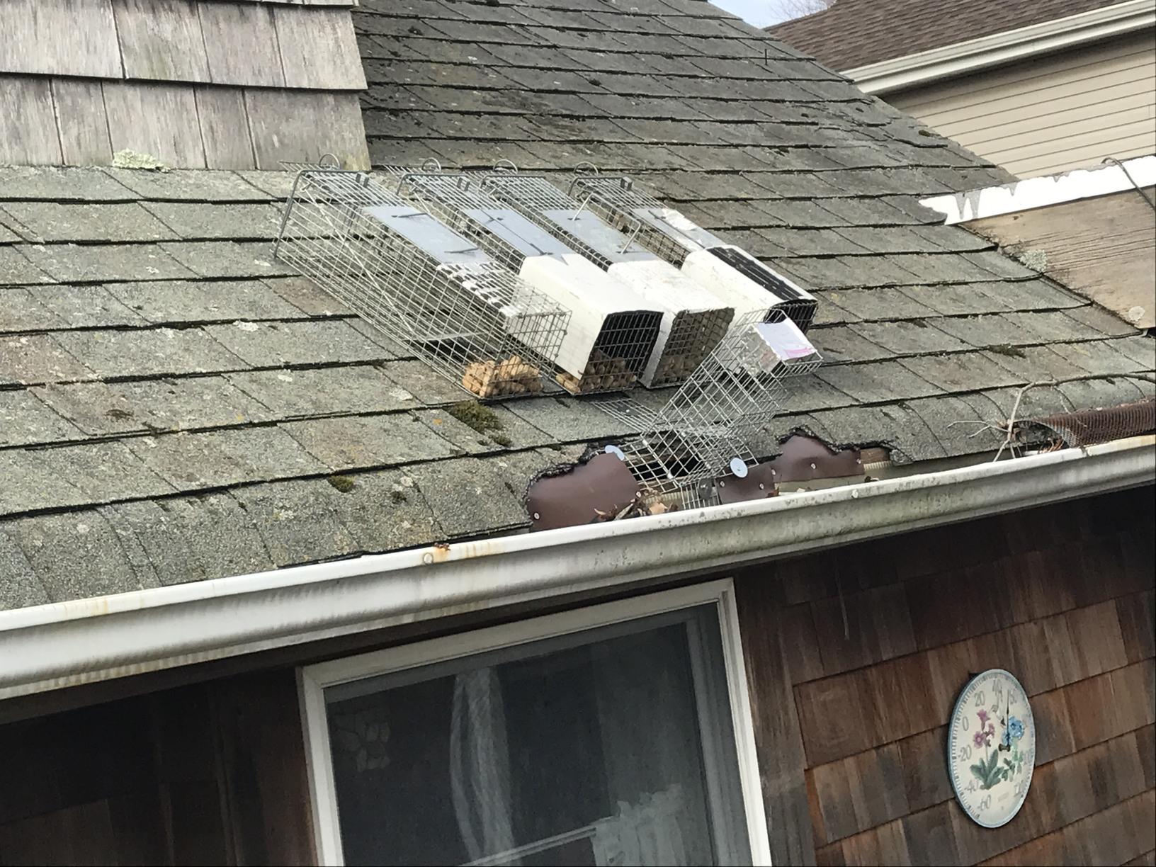 Wildlife Removal Active Squirrel Infestation In Middlesex Nj Home 3 Squirrel Traps Plus One Way Trap Installed In Middlesex