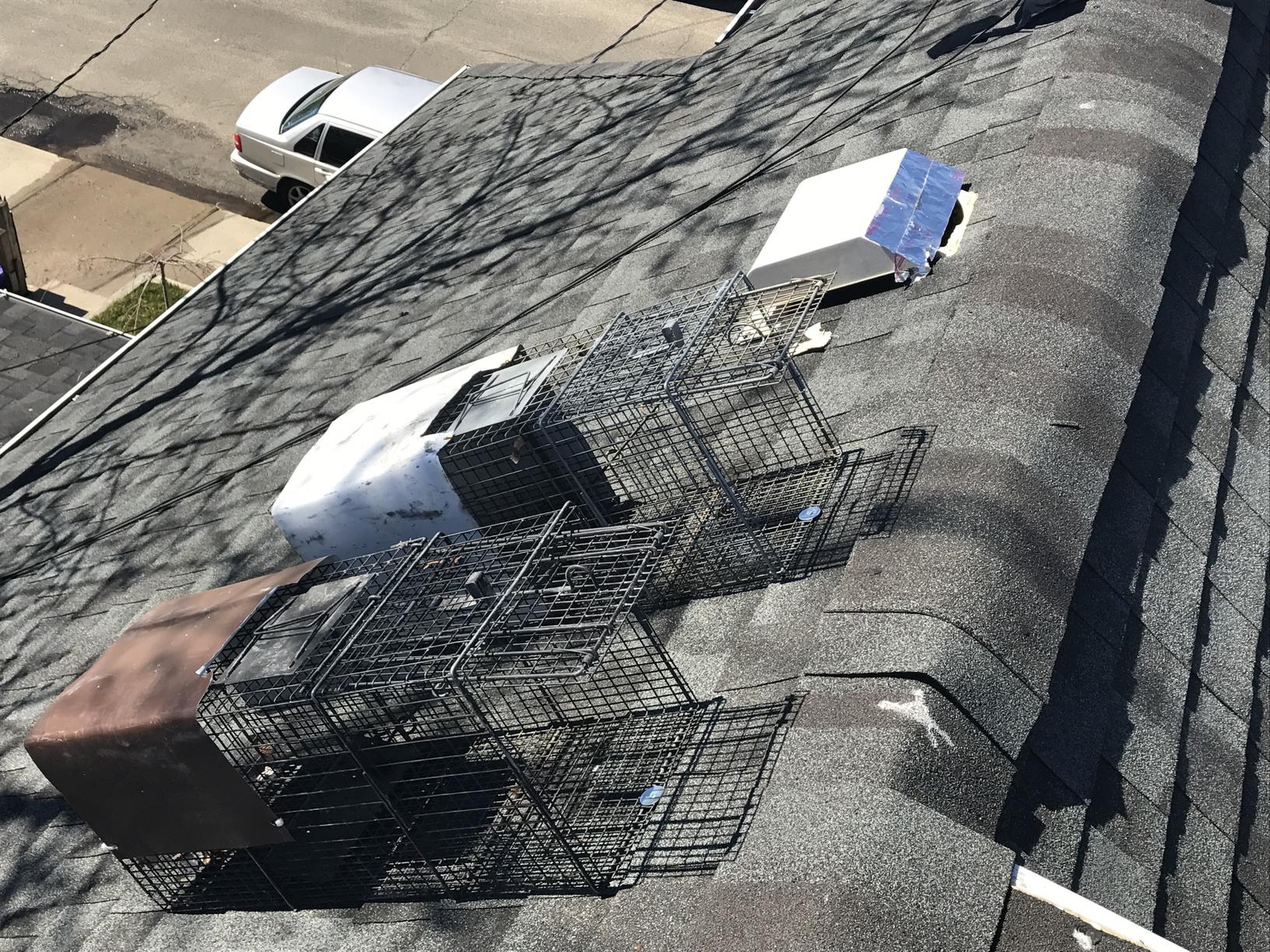 Wildlife Removal Raccoons find easy entry into Keyport attic Traps