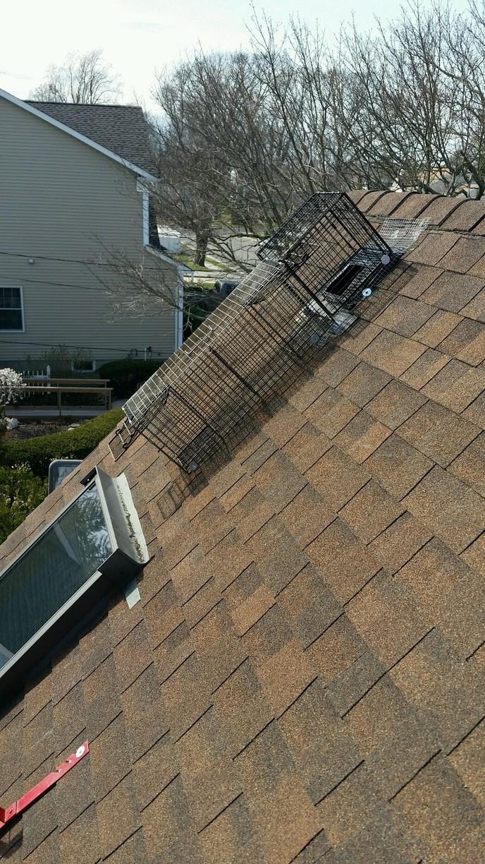 Wildlife Removal Raccoons chew their way into Windsor home Set