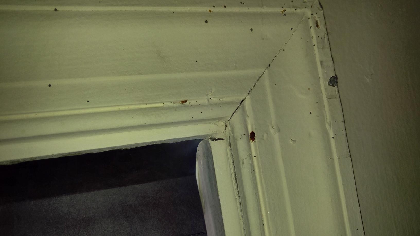 Pests We Treat Bed bugs infest Long Branch apartments Bed bugs on