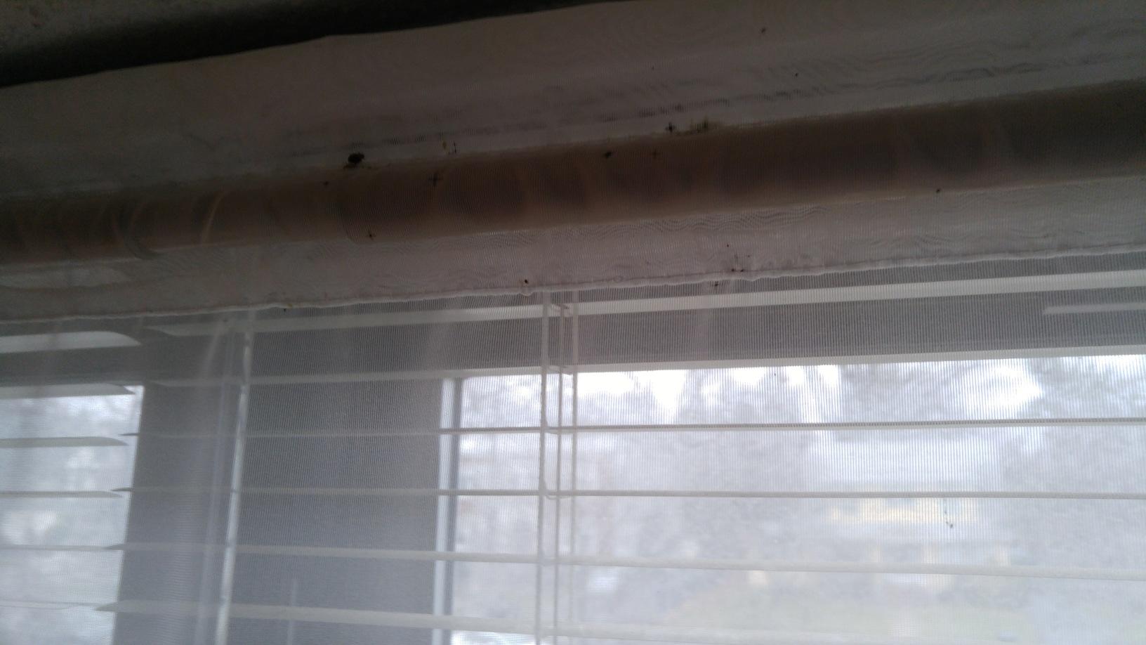 Pests We Treat Bed bugs infest Long Branch apartments Bed bugs on