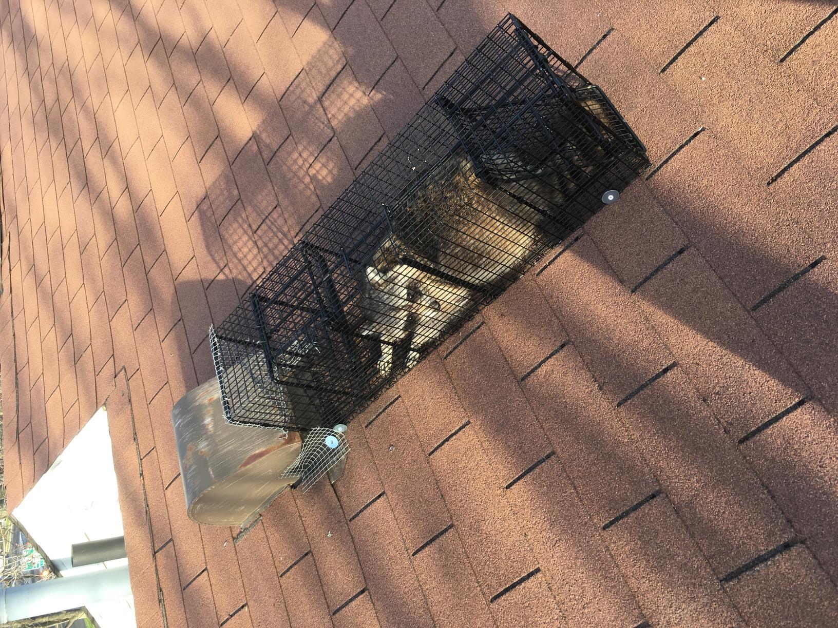 Wildlife Removal - Adorable raccoons captured and removed in Manahawkin