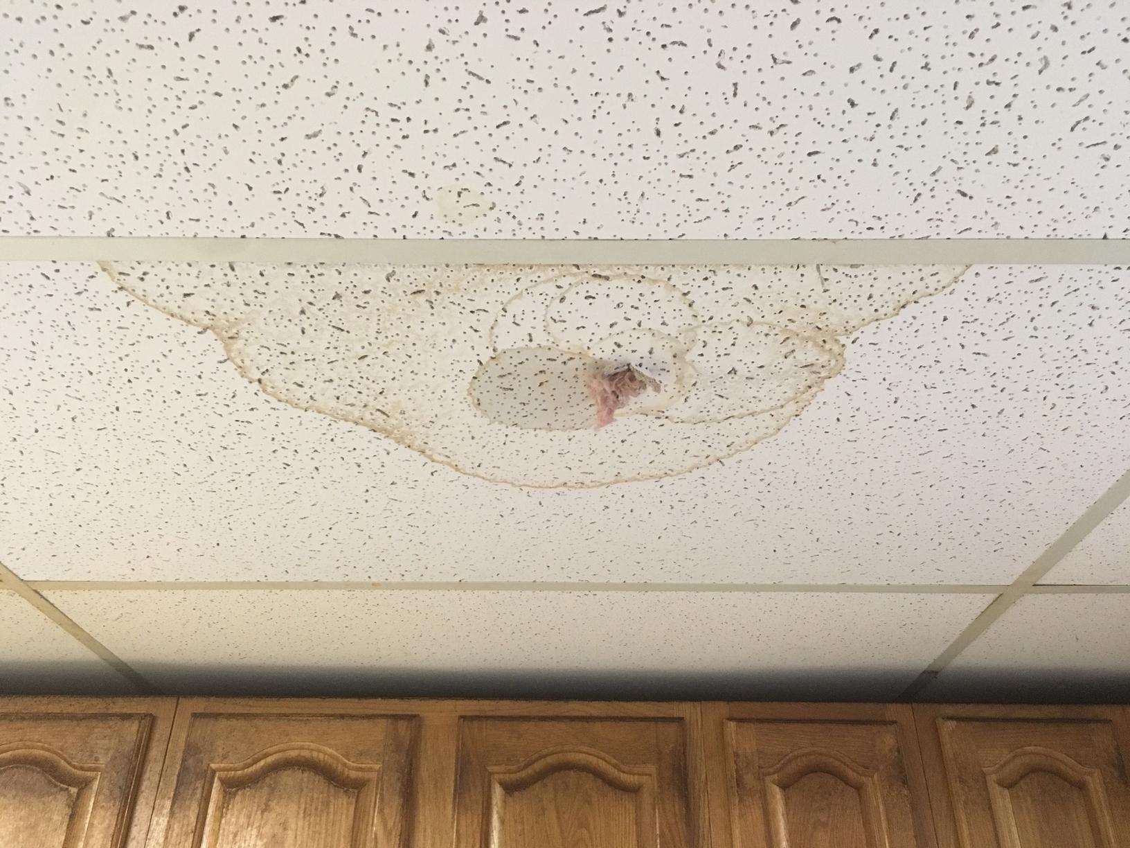 Wildlife Removal Squirrel Damage In Perth Amboy Nj Home Squirrel Damage In Perth Amboy Nj