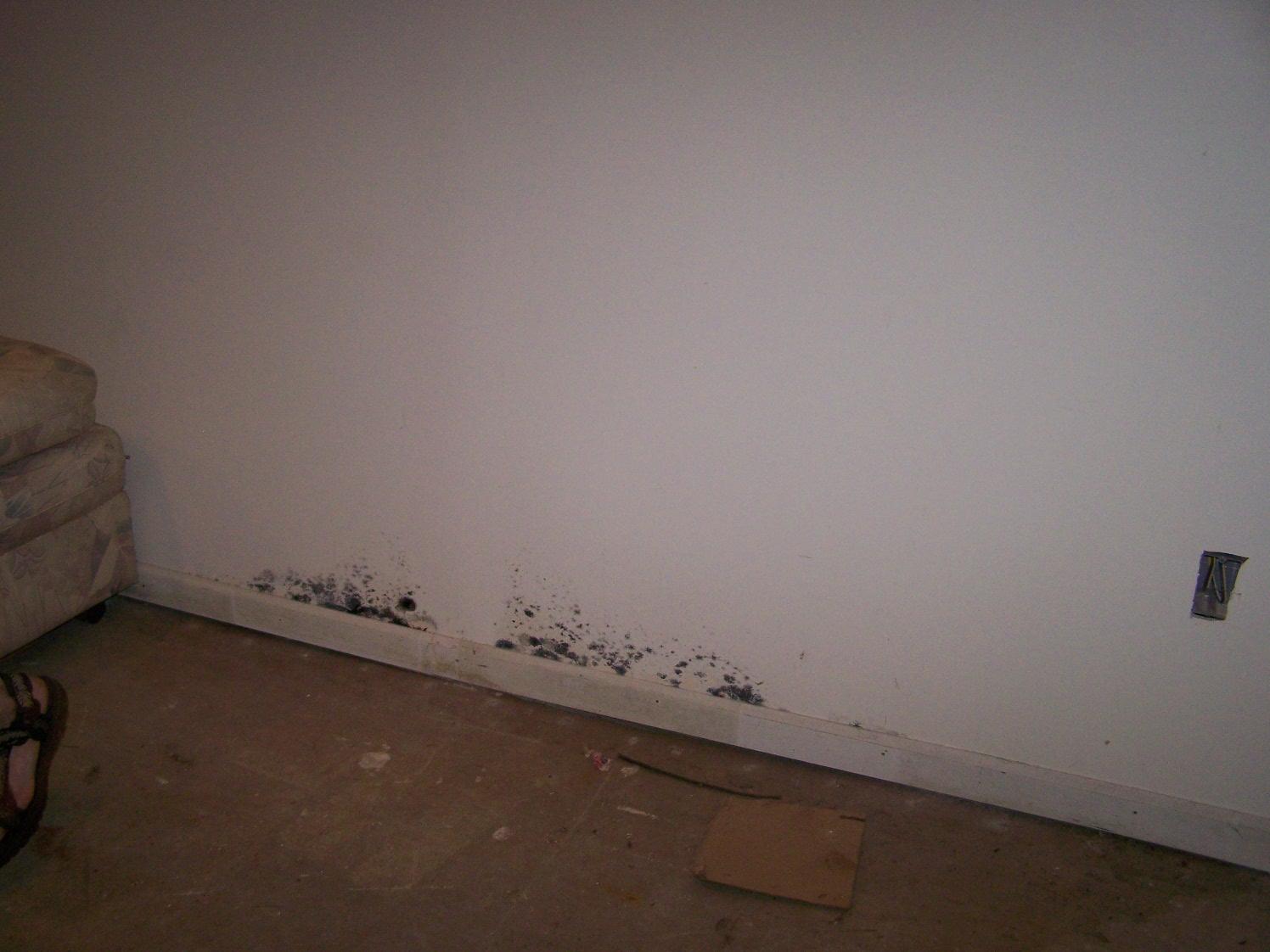 Mold Problems Moldy Basements in Connecticut Moldy Wall in Bethany