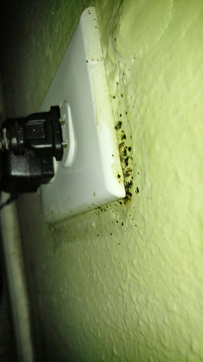 Pests We Treat Horrible Bed Bug Infestation in Monroe Township, NJ