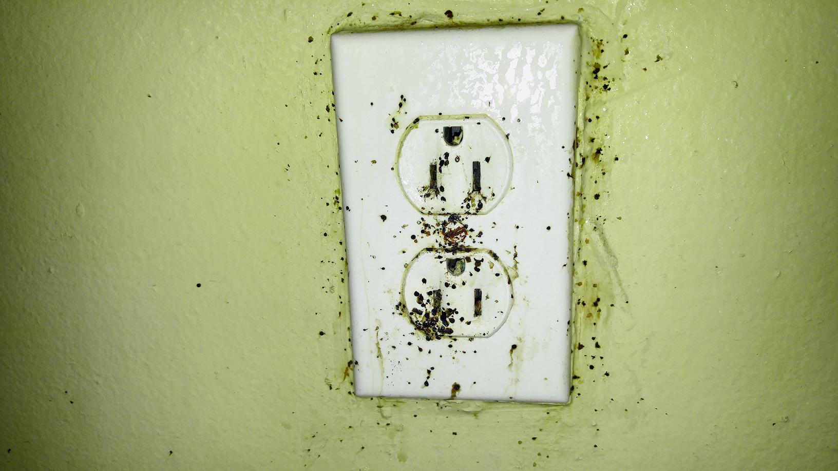 Pests We Treat Horrible Bed Bug Infestation in Monroe Township, NJ