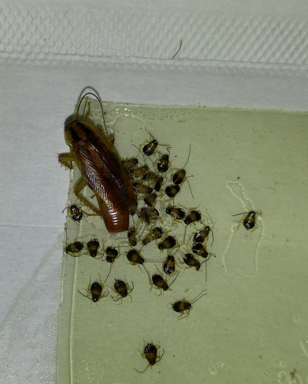 How To Get Rid Of Wood Roaches Outside How To Get Rid Of Wood Roaches Outside