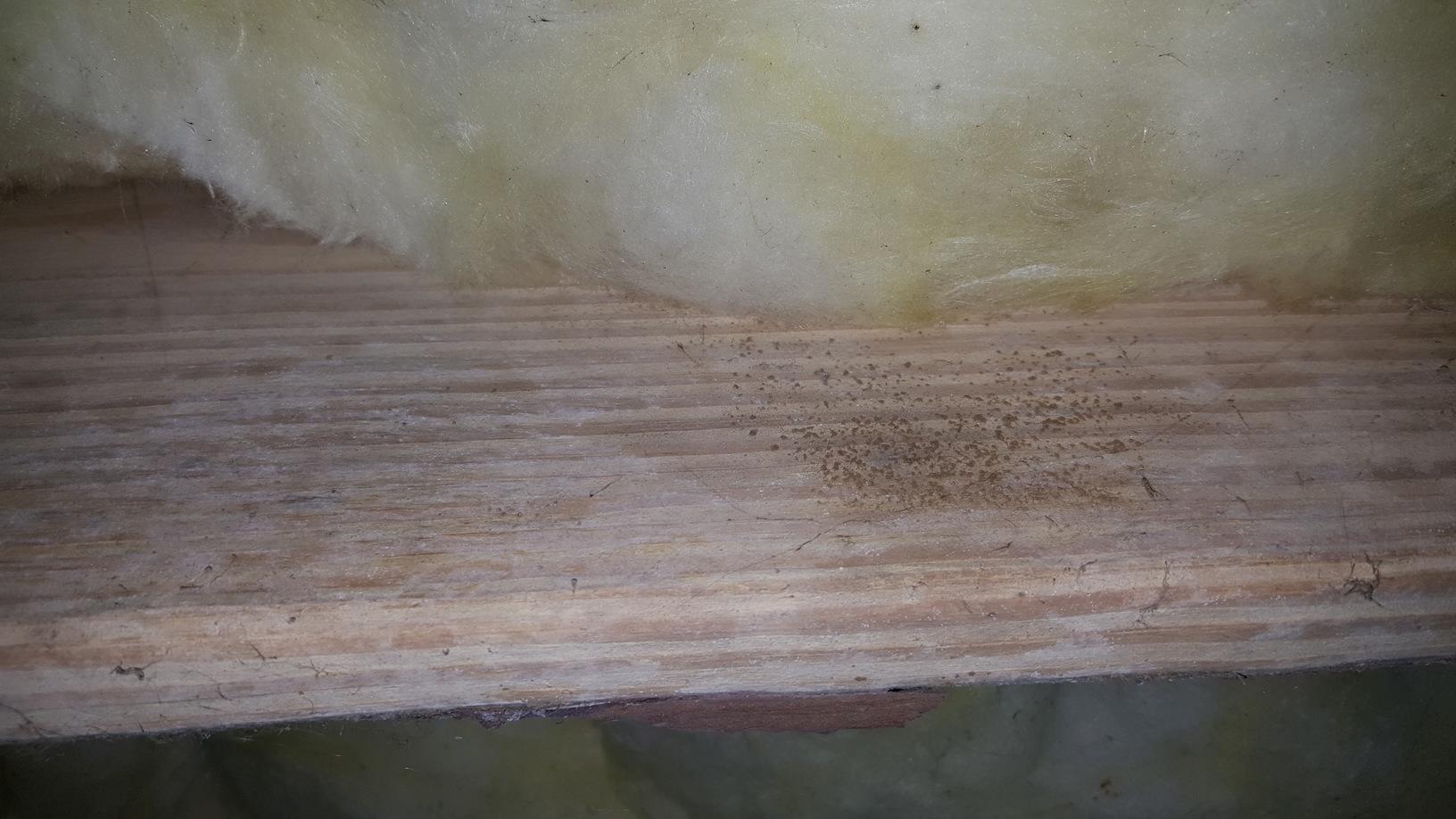 Crawl Space Repair Clarksville Tennessee Crawl Space Mold on the joist