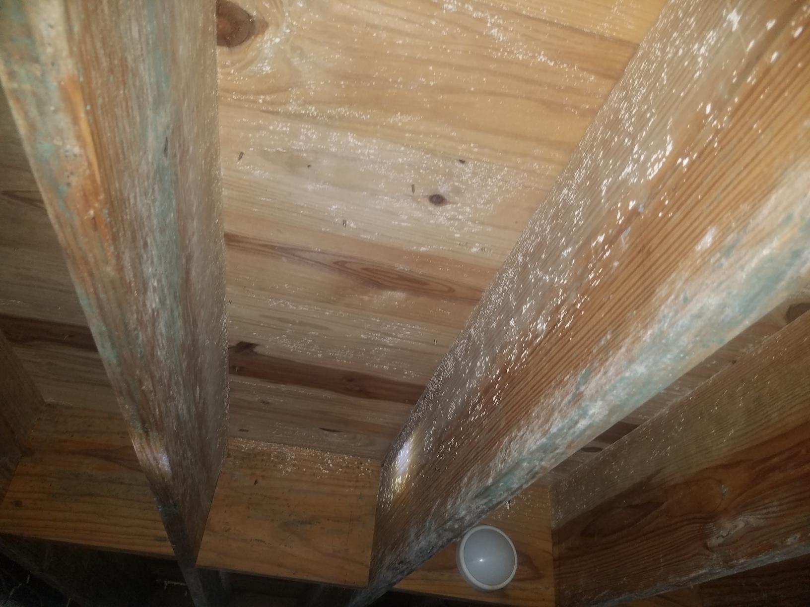 Seven Weird Things that Happen When You Have Mold in Your Crawl Space -  Crawl Pros