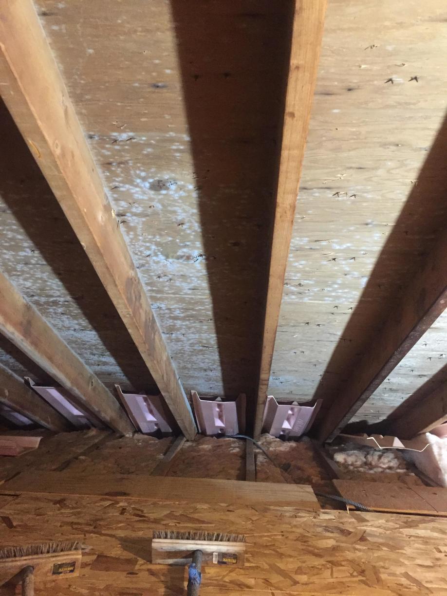 Mold Remediation Attic Mold Remediation Oxford, CT Moldy