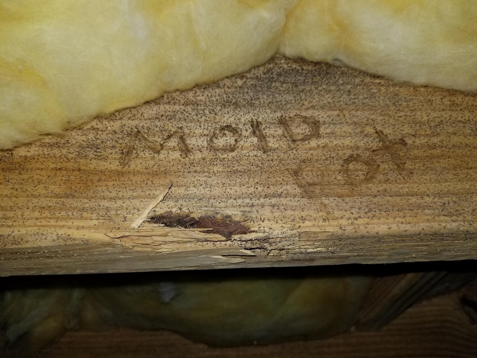 From Front Door to Crawl Space Mold and Wood Rot