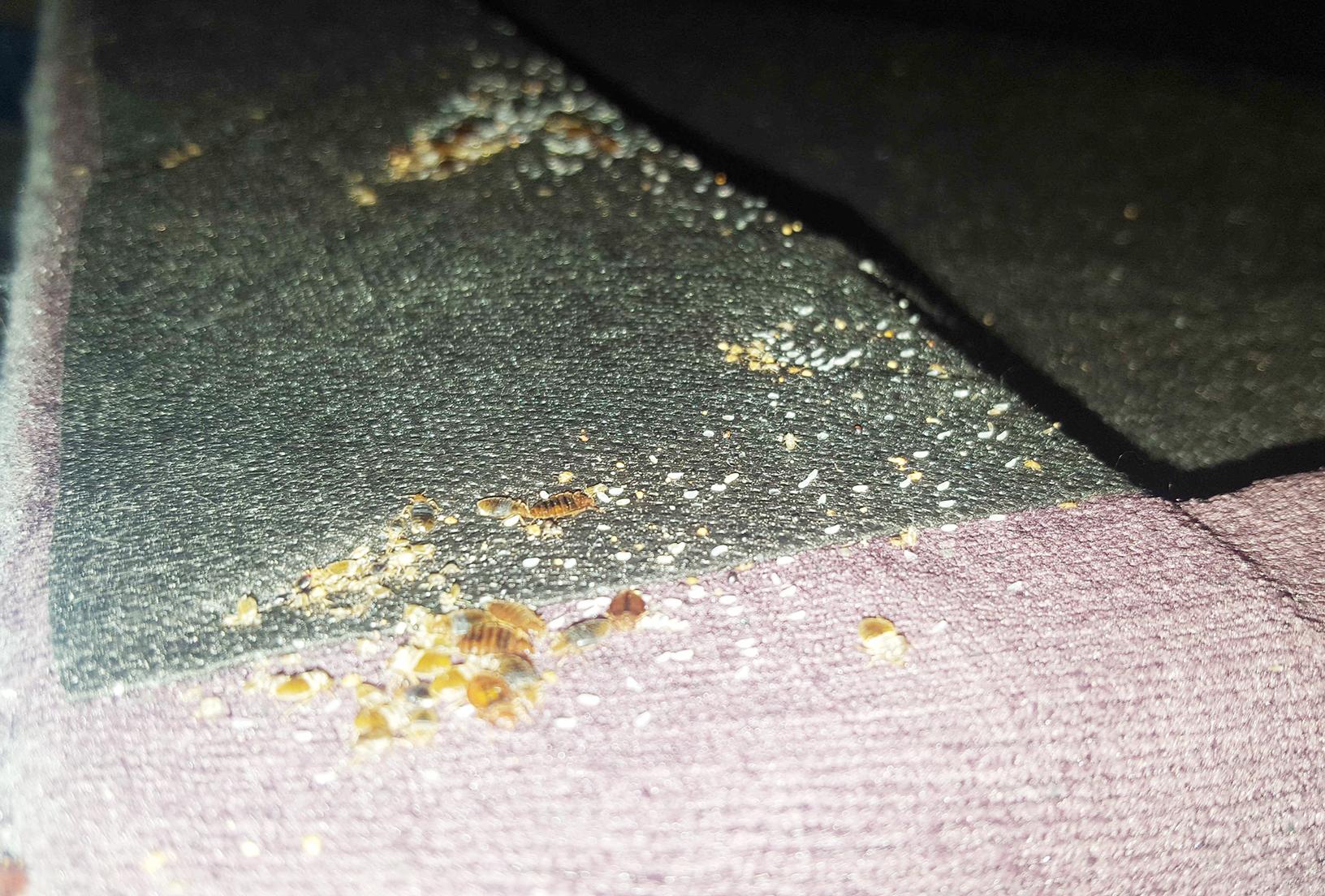 Pests We Treat Severe Bed Bug Infestation In Red Bank Nj Bed