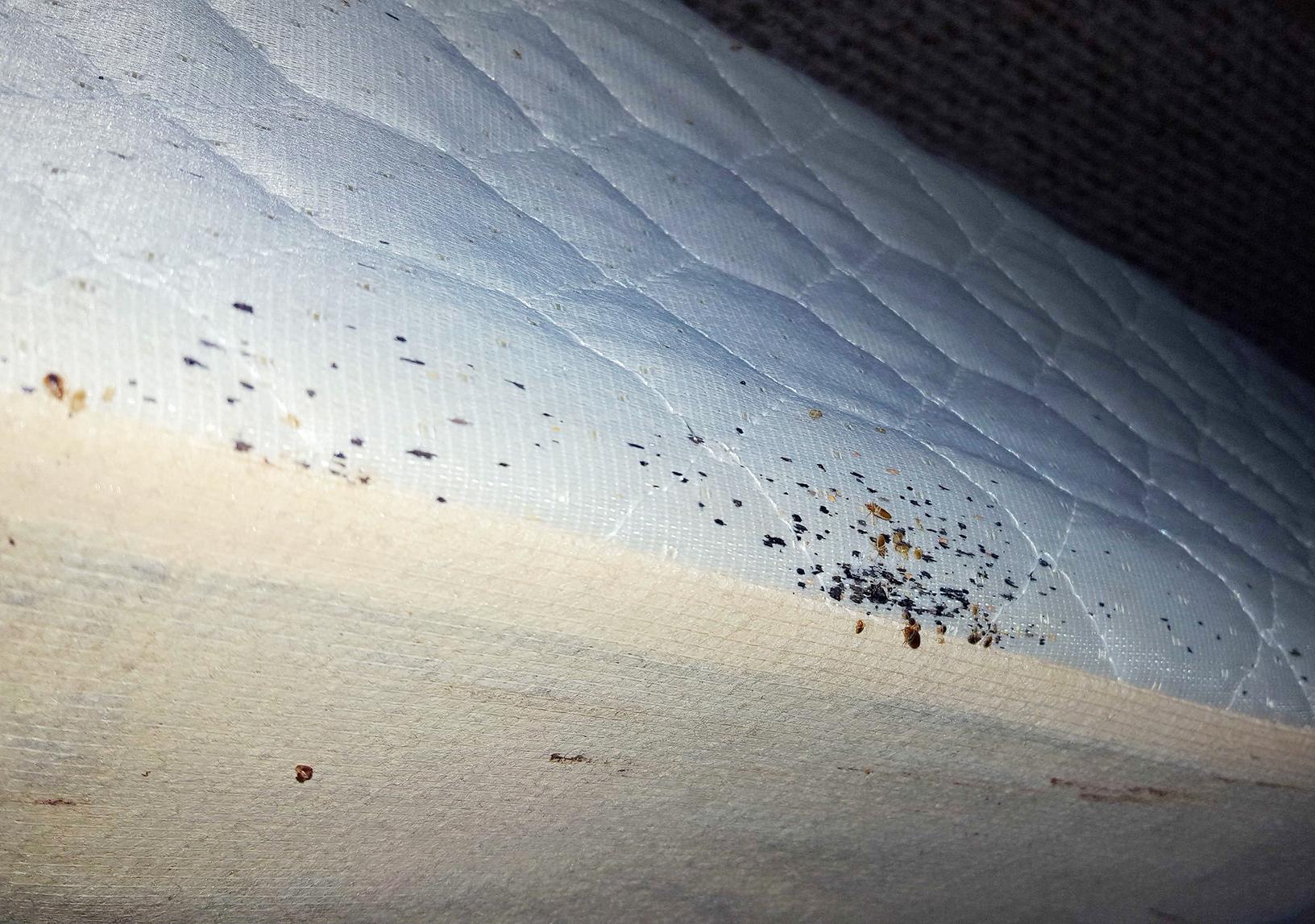 Pests We Treat - Severe bed bug infestation in Red Bank, NJ - Bed bugs ...