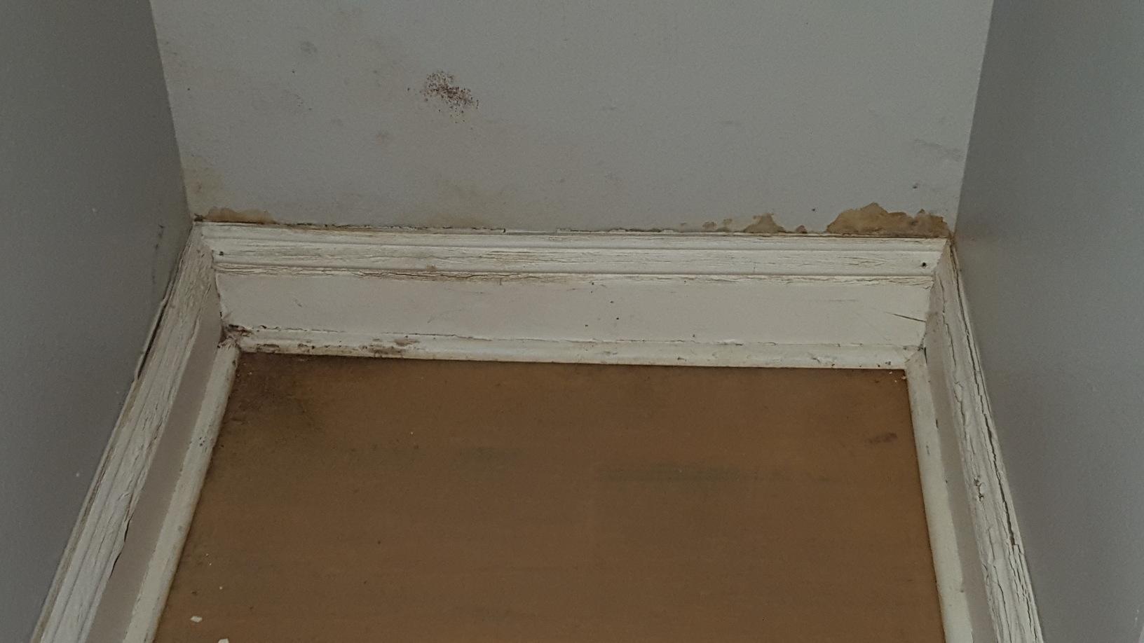 Olympic Restoration Systems Residential Mold Removal Mold Growth